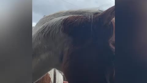 Cleanup after the trail ride, bath time.