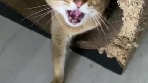 Angry cat ,funny cat