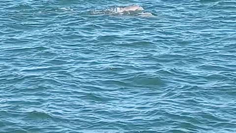 Baby Dolphin Sighting - Bribie Island Passage