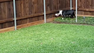Dog guarding the wood fence
