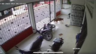 Cat Topples Motorbike Onto Dog