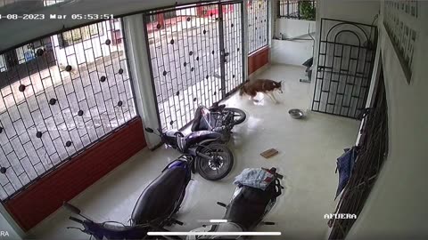 Cat Topples Motorbike Onto Dog