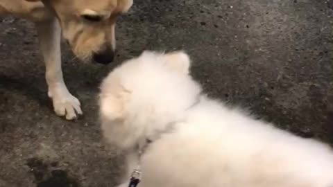 Samoyed playing with retriever dogs playing