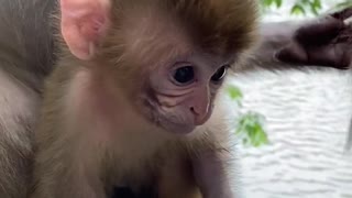 Little monkey baby can lip language