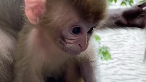Little monkey baby can lip language