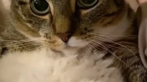 Funny cat eing massaged