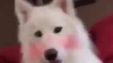cute dog with red cheek filter