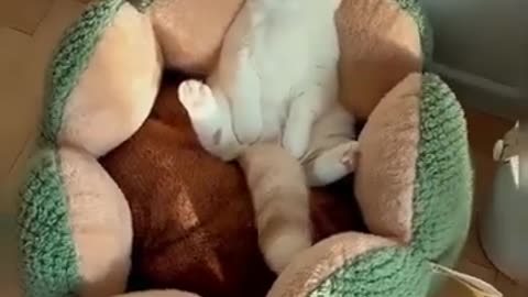 #cat #cutecat #katze #catlover #kitten #kat #kediler #قطة #kucing #gato #chatta #catvideos #funny