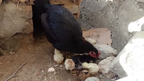 Aseel hen (Murghi) hatching eggs 2020| Aseel Murghi ke chozey | Beautiful broody hen chicks video