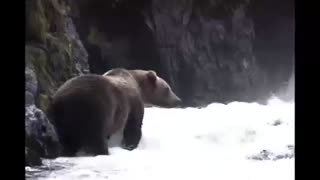 Brown bear catching a fish