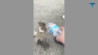 thirsty squirrel