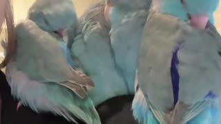 Little Parrotlets Snuggle Together