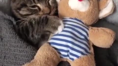 Cat want teddy in his bed