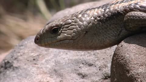 A lizard on a rock flicks its tongue and crawls forward