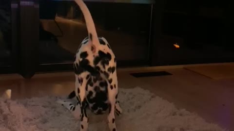 A dog vs his reflection