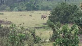 Lion hunts on Buffallo