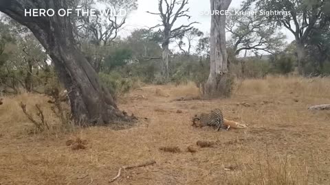 Top Wild Dogs Attack and Eat Alive Impala Moments