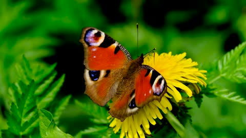 Butterfly,Butterfly video,animl,animal video