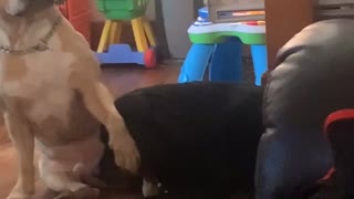 Dog Asks for Special Favor