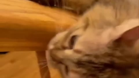 Funniest Cats - Don't try to hold back- Laughter Funny Cats Life