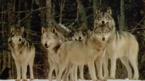 Legends of Nature- Super Pack of 400 Wolves