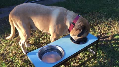 Dog Eating Dog Bowl Rottweiler X Mastiff