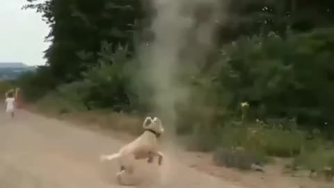 Dog Stops Tornado For forming 🥶🥶😱