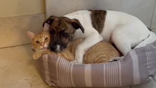 Puppy And Kitten Cuddling Together Will Make Your Day