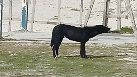 A dog on the beach eating