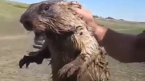 A beaver is shouting, you won't believe