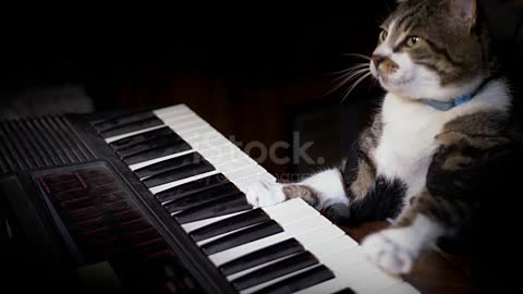 Watch a cat play piano