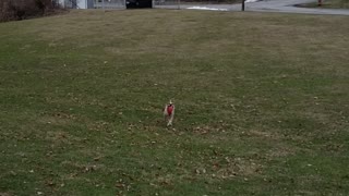 Hailey the Cattle dog playing catch 3