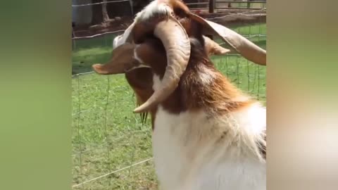 Funny Goat Fail || Rumble