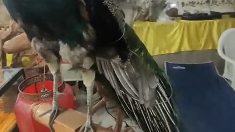 Peacock stuffed on the shelf