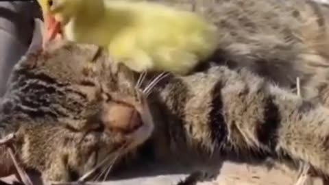 Funny Cat Can Make Laugh So Hard