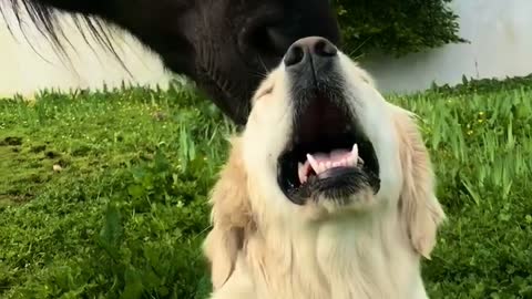 Pony Helps Clean Dog's Head