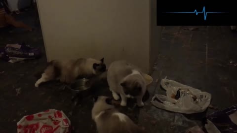 😩​😩​😩​ Kitten Farm Rescue 118 Ragdoll cats seized from cat breeder