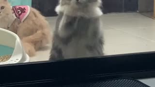 Kitty Gives Window A Paw Combo