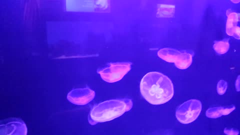 Pet jellyfishes