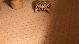 Bernard (tortoise) chasing Louis (cat)