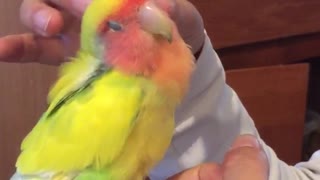 Red green and yellow bird being caressed