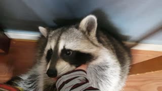 Raccoon likes to pet like a puppy.