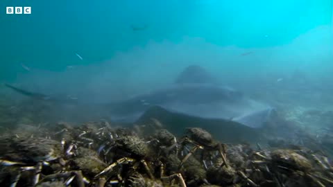 Stingray Ambushes Army Of Crabs | 4K UHD | Blue Planet II | BBC Earth