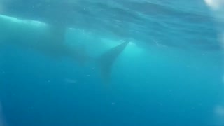 Whale Sharks4 2016