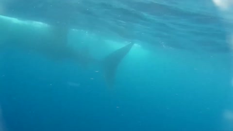 Whale Sharks4 2016