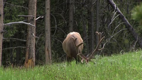 Elk looking for food in grass of forest