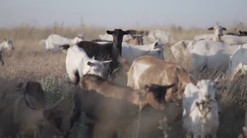 herd of goats on nature pasture wildlife and ecology