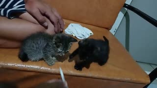 Feeding Hungry Rescued Kittens Through Syringe
