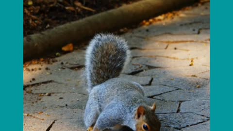 curious squirrel