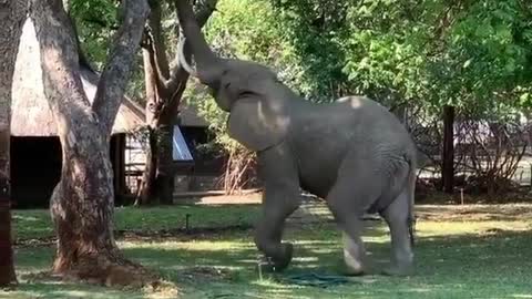 baby elephant tries to reach